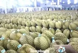 350.000 tấn sầu riêng Đắk Lắk nguy cơ bị 'tuýt còi' xuất khẩu