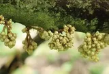 Hàn Quốc dồn lực nhập khẩu một mặt hàng của VN: Là gì mà được yêu thích đến vậy?
