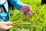 Nắng nóng rồi mưa lớn, hàng nghìn ha lúa hè thu ở Nghệ An 'không cúi đầu'