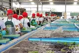 Sau sầu riêng, đến lượt một loại quả quen thuộc của Việt Nam đang lên cơn sốt: Sản xuất 2,3 triệu tấn nhưng không đủ để xuất khẩu, Trung Quốc thu mua toàn bộ