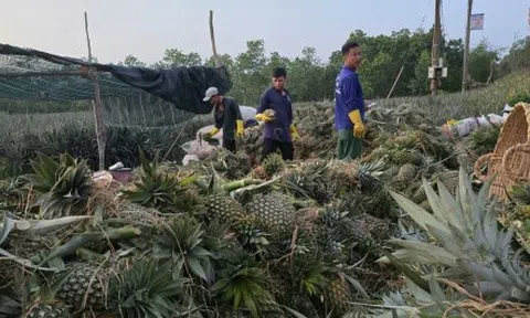 Mùa mưa trái khóm (dứa) giá kỉ lục, nông dân Tiền Giang bội thu