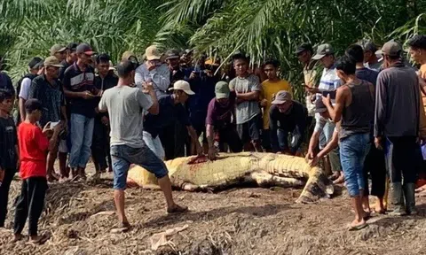 Mổ bụng cá sấu khổng lồ, người dân sốc nặng khi thấy thứ bên trong