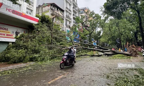 Hà Nội tiếp tục xác minh chủ đầu tư trồng cây còn nguyên bầu