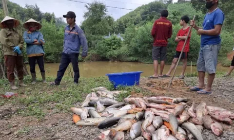 Điều tra vụ cá trong ao của nhiều hộ dân chết hàng loạt, nghi bị đầu độc