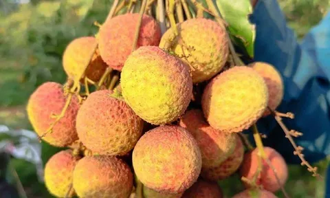 Vải Tây Nguyên đầu mùa giá cao đến khó tin