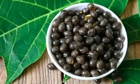 Đừng chỉ ăn quả, hạt loại cây này quý như "nhân sâm của người nghèo"