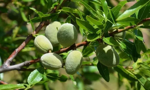 Loại hạt được đánh giá "tốt bậc nhất thế giới", ở Việt Nam trồng bạt ngàn