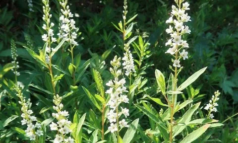 Vị thuốc quý từ loại rau tên đẹp như những vì sao, mọc dại nhiều