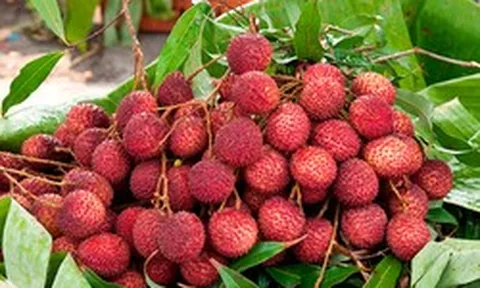 1.500 xe tải vừa hoàn thành nhiệm vụ, đưa một loại ‘ruby đỏ’ của Việt Nam sang Trung Quốc