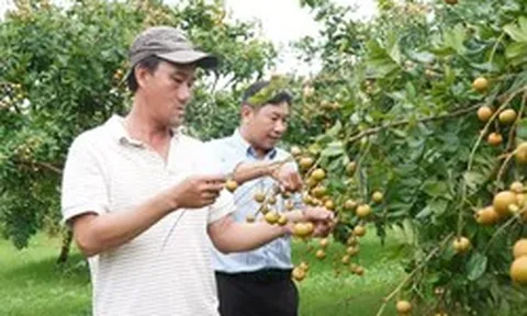 Loại nhãn có vị mặn được thương lái lùng mua tận gốc