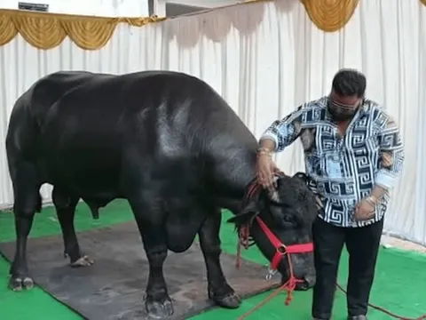 Con trâu giá 106 tỷ đồng, người đàn ông vẫn xuống tiền mua