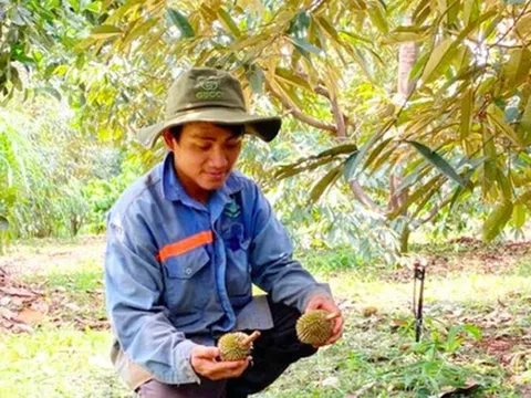 Sầu riêng non ở Gia Lai rụng hàng loạt