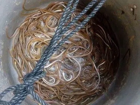Đặc sản có tên vô cùng lạ, xưa ít ai biết nay dân phố thích mê