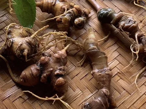 "Đại gia ô tô" THACO lấn sân dự án sản xuất Sâm Ngọc Linh quy mô lớn