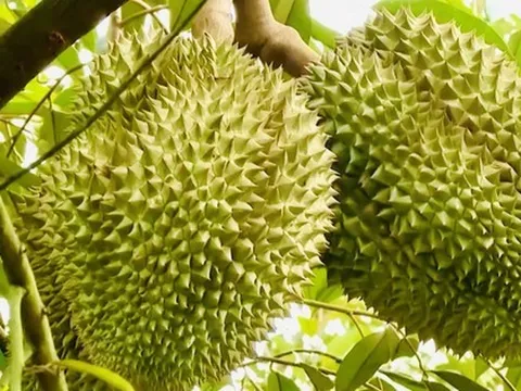 "Đổ lỗi dùng phân bón DAP khiến sầu riêng nhiễm cadimi là chưa chính xác"?
