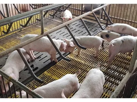 Giá heo hơi giảm sâu, người nuôi "bán tháo" né dịch
