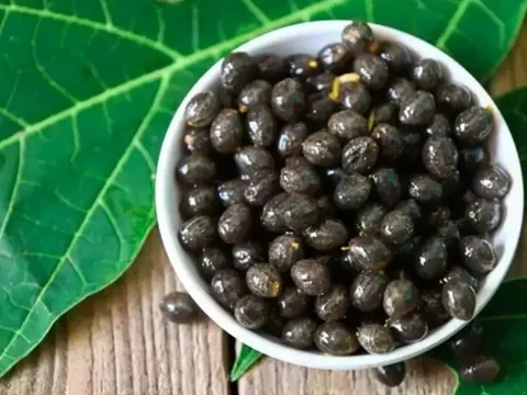 Đừng chỉ ăn quả, hạt loại cây này quý như "nhân sâm của người nghèo"