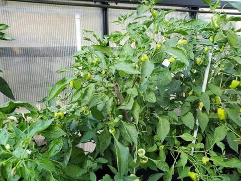 Loại quả thuộc nhóm "tốt nhất thế giới", ở Việt Nam vừa nhiều vừa rẻ