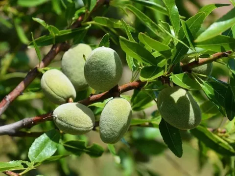 Loại hạt được đánh giá "tốt bậc nhất thế giới", ở Việt Nam trồng bạt ngàn