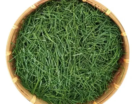 Loại lá dại ở nước ta "cho không ai lấy", nước ngoài gần nửa triệu/kg