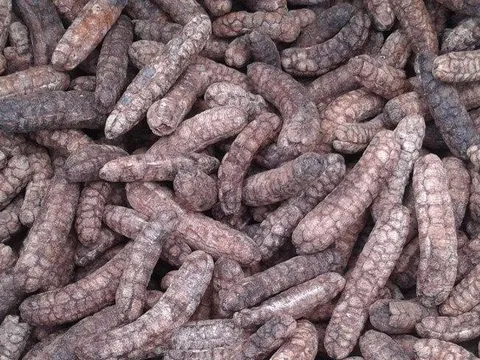 Loại quả xưa rụng đầy gốc nay thành đặc sản dân phố săn lùng, 150.000 đồng/kg