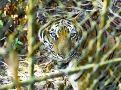 Đề xuất chuyển giao đàn hổ 9 con về Vườn thú Hà Nội