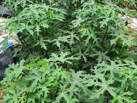 Cây rau nghe tên đã ngọt, trở thành món ăn lạ miệng được nhiều người ưa chuộng