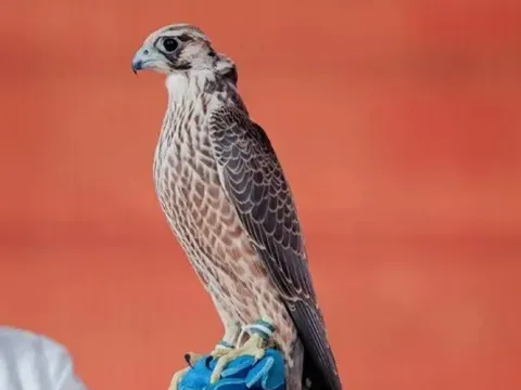 Con chim ưng được bán với giá 2,4 tỷ đồng