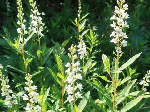 Vị thuốc quý từ loại rau tên đẹp như những vì sao, mọc dại nhiều