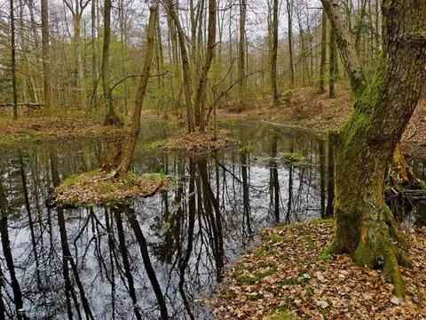 Phát hiện "kho báu" quý giá trong đầm lầy
