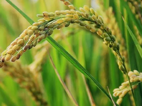 Philippines cùng ông trùm châu Á dừng nhập khẩu, gạo Việt xoay trục sang những thị trường nào trong năm 2025?