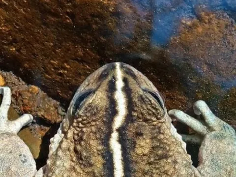 Loài vật quý hiếm bậc nhất hành tinh, mất tích 130 năm bất ngờ "tái xuất"