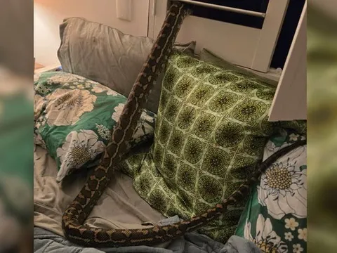 Tỉnh giấc giữa đêm, người phụ nữ sốc nặng khi thấy thứ nằm trên ngực