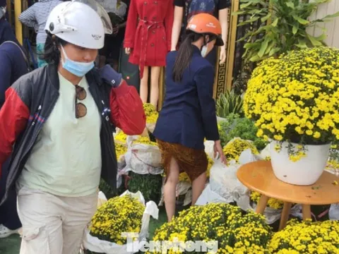 Hoa cúc bán Tết nở sớm bị thương lái ép giá, người dân vào cuộc hỗ trợ