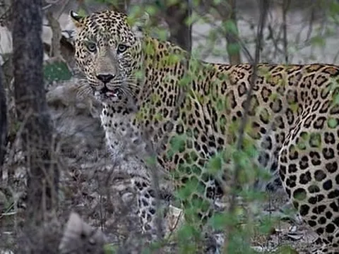 Người đàn ông giết chết báo dữ để cứu con trai