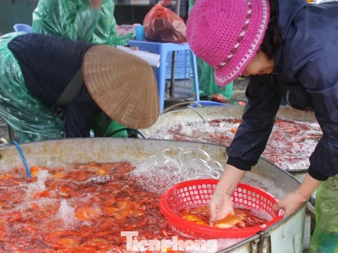 Cá chép tiễn ông Công ông Táo: Giá giảm mạnh, chợ vắng tanh
