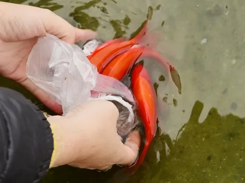 Vì sao cá chép gắn với hành trình Ông Táo lên thiên đình suốt bao đời nay?