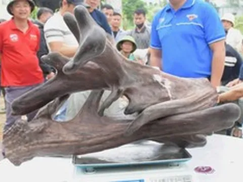 Mang thứ như "khúc củi khô" đi bán anh nông dân "đút túi" ngay 107 triệu đồng