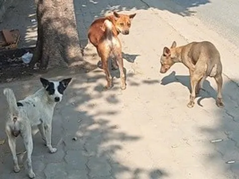 Nỗi lo chó thả rông