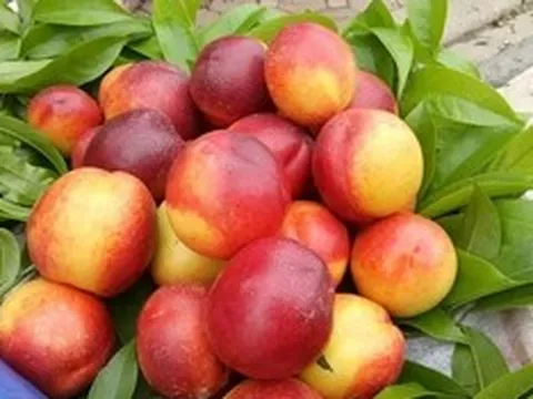 "Cực phẩm" mùa hè từ những loại trái cây vừa ngon vừa bổ
