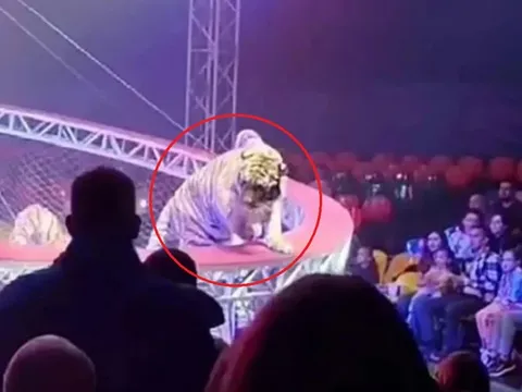 Đang ngồi xem biểu diễn, người dân phát hiện cảnh tượng "nổi da gà" ngay trước mắt