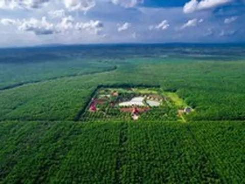 Giá cao su sát đỉnh 13 năm, một 'ông lớn' Việt Nam lại chuyển đất trồng thành khu công nghiệp