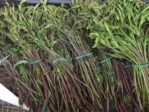 Loại rau dại xưa không ai ngó, nay thành đặc sản đắt đỏ bậc nhất thế giới, 39 triệu đồng/kg
