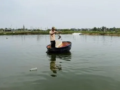 Bỏ nuôi tôm thẻ, nông dân thử nuôi cá “đặc sản”, kỳ vọng lãi 450 triệu đồng/ha