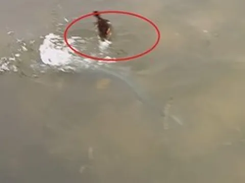 Người dân ghi lại cảnh tượng "nổi da gà" trên mặt hồ tĩnh lặng
