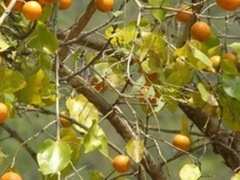 Loài cây có hạt chứa chất độc cực mạnh, Hà Nội đưa vào danh mục cấm trồng